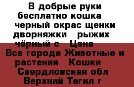 В добрые руки бесплатно,кошка,2.5черный окрас,щенки дворняжки,3 рыжих 1 чёрный,с › Цена ­ - - Все города Животные и растения » Кошки   . Свердловская обл.,Верхний Тагил г.